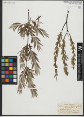 Foto von Salix repens L. x Salix viminalis L.